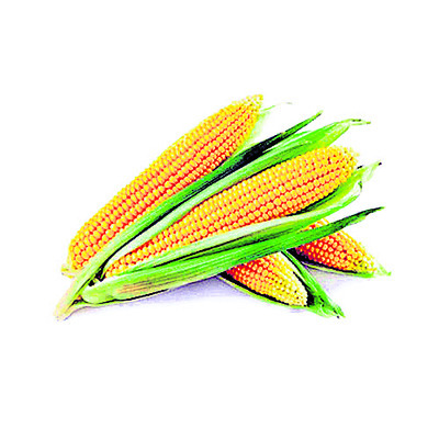 మక్కలపై మక్కువ2