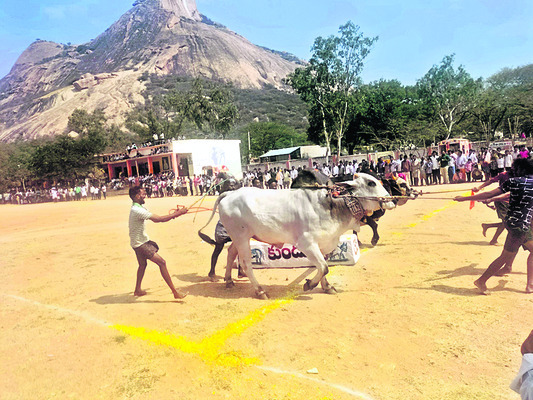హోరాహోరీగా రాతి దూలం లాగుడు పోటీలు 1