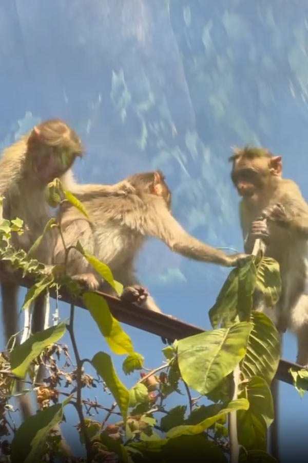 Actress Tejaswi Madivada latest Beautiful Photos9