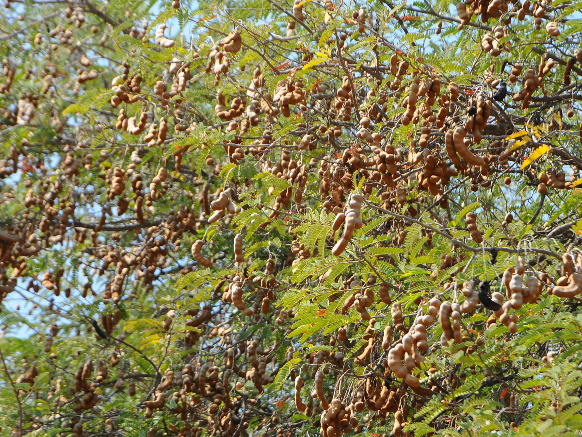 Best Photos of The Week in AP and Telangana Photo Gallery4