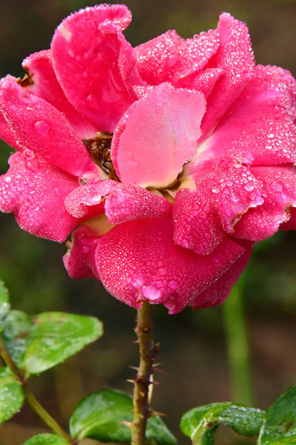 Best Photos of The Week in AP and Telangana Photo Gallery32