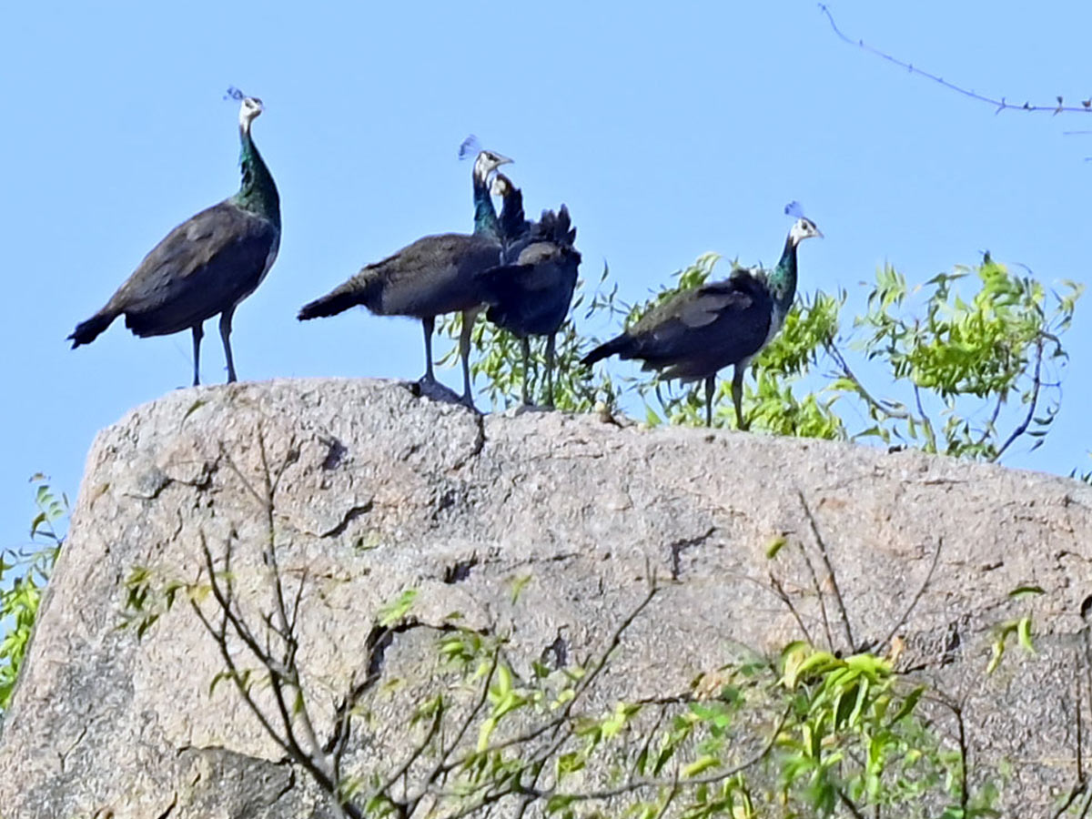 Best Photos of The Week in AP and Telangana Photo Gallery36