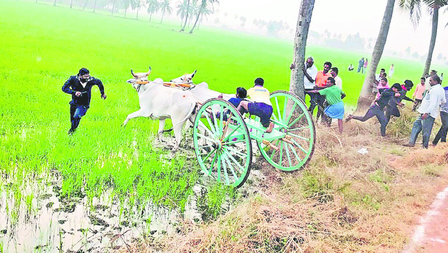 దూకుతూ.. దౌడు తీస్తూ..2