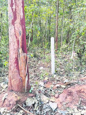 అడ్డగోలుగా టేకుచెట్ల నరికివేత!1