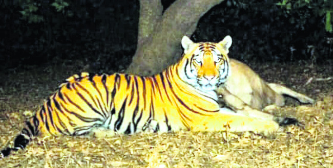 అభయారణ్యంలో అద్భుత వీక్షణం 1