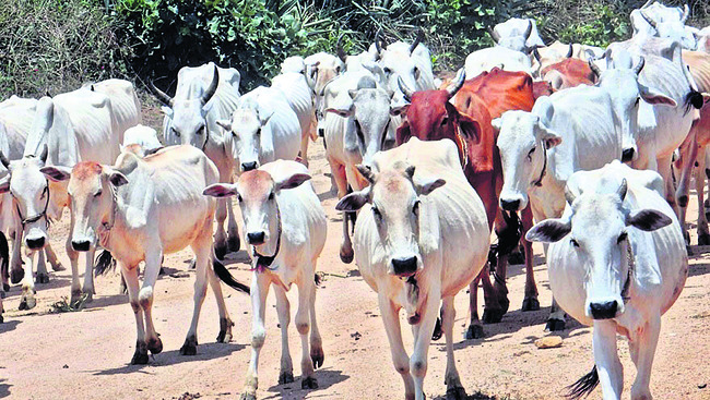 జిల్లాలో తరిగిన పశుసంపద2