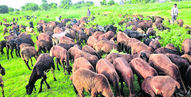 జిల్లాలో తరిగిన పశుసంపద1