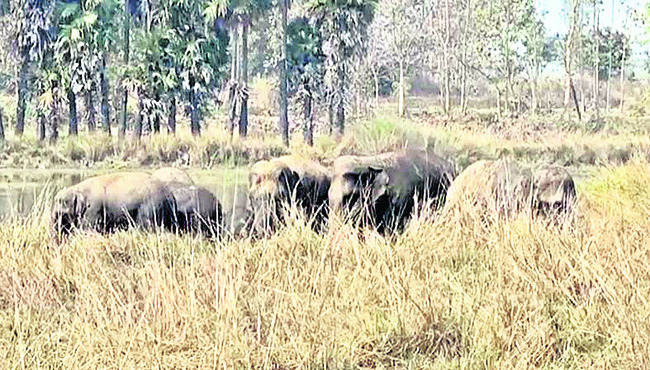 జీఆర్పీ అదుపులో   సెల్‌ఫోన్ల చోరీ నిందితుడు1