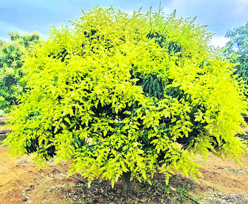 ● విరబూసిన ఆశలు1