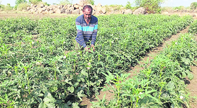 సరిహద్దులో కూరగాయల పంట1
