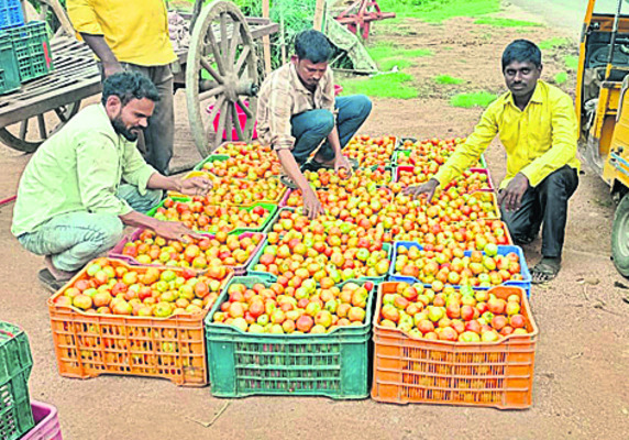 సరిహద్దులో కూరగాయల పంట2