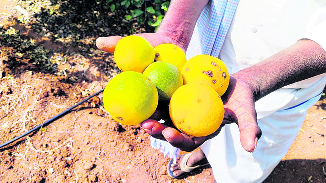 రాలిన చీని రైతుల ఆశలు 1