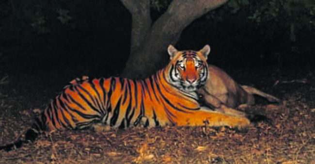 ఏజెన్సీలో పులి పంజా 1