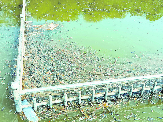 శేష వాహనంపై శోభనాచలుడు 1