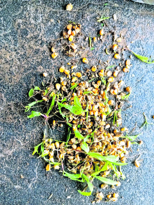 కర్షకుడిపై కూటమి కక్ష! 1