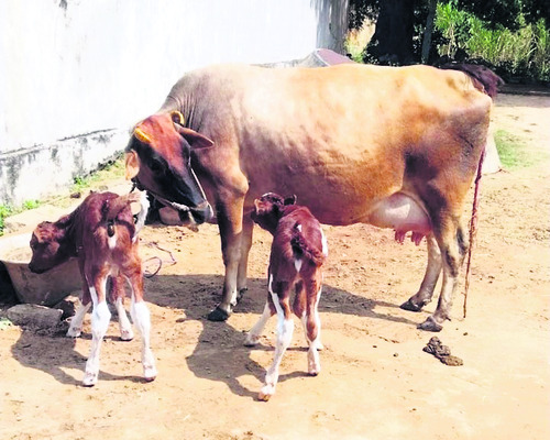 విద్యార్థి ఆత్మహత్యాయత్నం  1