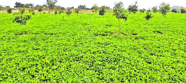 కృష్ణమ్మ పరవళ్లు.. వెలిగల్లుకు జలకళ 1