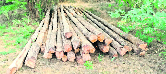 యథేచ్ఛగా కలప అక్రమ రవాణా 1