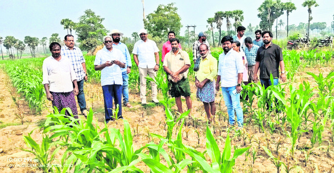 మొక్కజొన్న పంట పరిశీలించిన అధికారులు 1