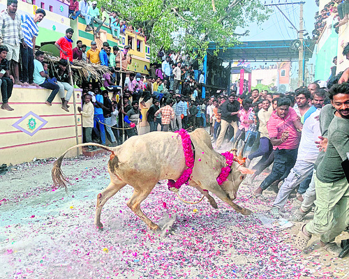 జల్లికట్టులో జగన్‌ మేనియా!2