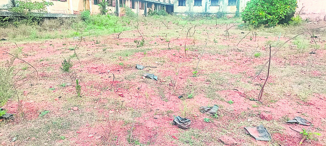 మొక్క.. ఏదీ నీ లెక్క!1