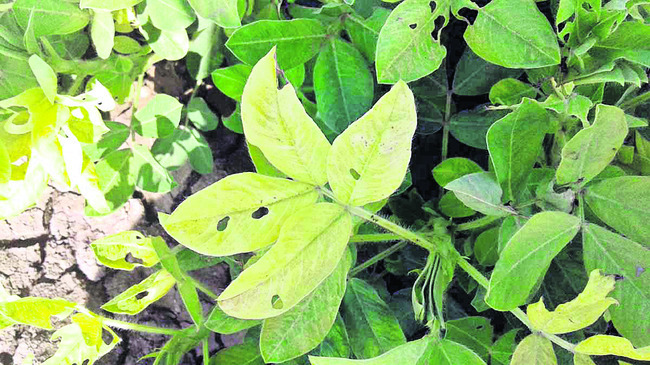 వేరుశనగ.. సంరక్షణ ఇలా.. 1