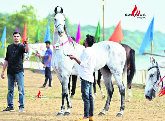 గుర్రాల సంత.. రాయబాగ చెంత 1