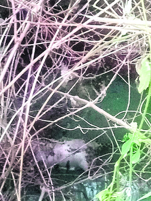 కుప్పిగానిపల్లె  సచివాలయంలో చోరీ 
2