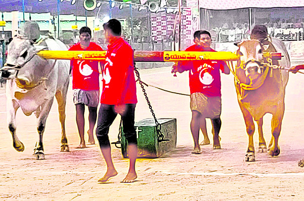 పోటాపోటీగా ఎడ్ల బలప్రదర్శన పోటీలు 1