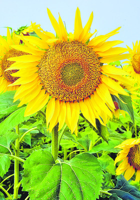 పొద్దుతిరుగుడు.. ఆశలు బోలెడు2