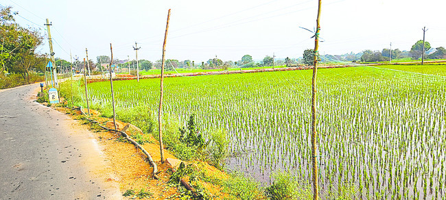 పొద్దుతిరుగుడు.. ఆశలు బోలెడు1