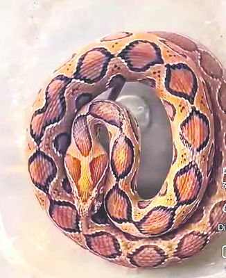 సంగీతం కోర్సులకు మే నెలలో వార్షిక పరీక్షలు 1