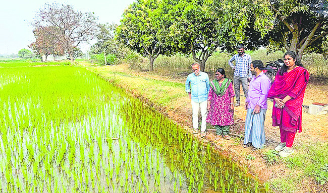 సాగులో సస్యరక్షణ తప్పనిసరి 1