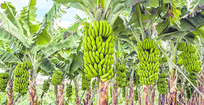 అరటి.. అధరహో1