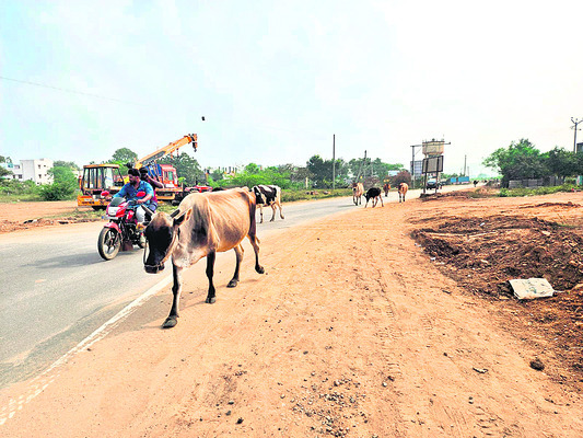  బసవయ్యపాళెంలోనే 80 గోవులు మాయం3