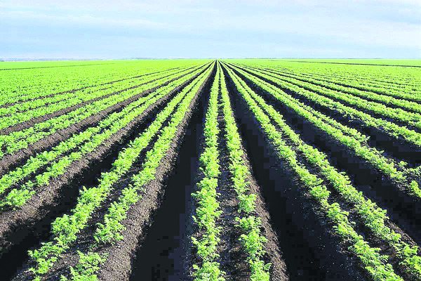 క్యారెట్‌ సాగుతో రైతులకు లాభాలు 1