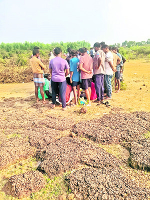 పడగ విప్పిన పందేలు2