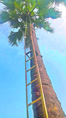 సాధారణంగా తాటి చెట్లు ఎక్కాలంటే ప్రాణాలకు తెగించి మోకు 2