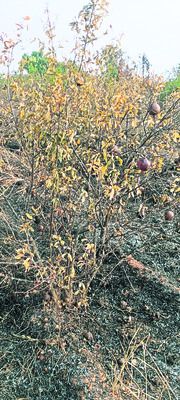 విద్యుత్‌ షార్ట్‌ సర్క్యూట్‌తో దానిమ్మ తోట దగ్ధం 2