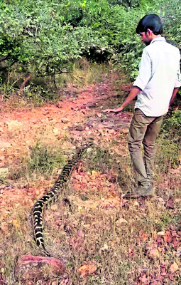 ప్రభుత్వ ప్రింటింగ్‌ ప్రెస్‌లో కొండచిలువ 1