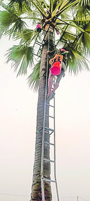 సాధారణంగా తాటి చెట్లు ఎక్కాలంటే ప్రాణాలకు తెగించి మోకు 3