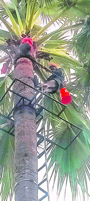 సాధారణంగా తాటి చెట్లు ఎక్కాలంటే ప్రాణాలకు తెగించి మోకు 4