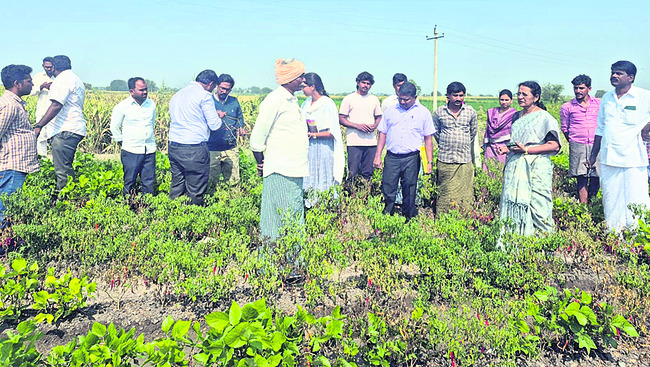 కల్తీ నారు.. రైతు కన్నీరు 1