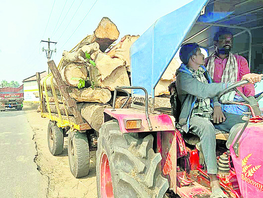 యథేచ్ఛగా కలప అక్రమ రవాణా1