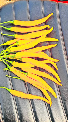 మిర్చికి కొత్త క్రేజ్‌ 2