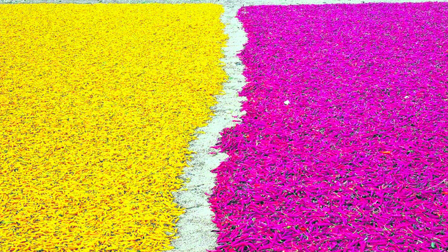 మిర్చికి కొత్త క్రేజ్‌ 1