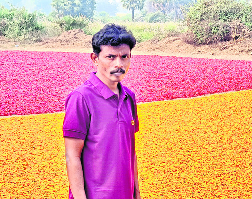 మిర్చికి కొత్త క్రేజ్‌ 3