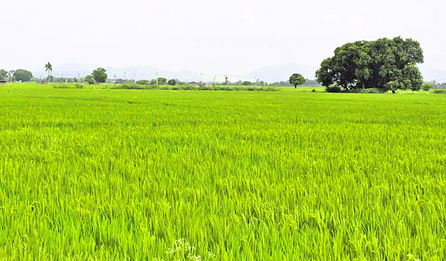 ● బీమా వర్తింపు ఇలా... 1