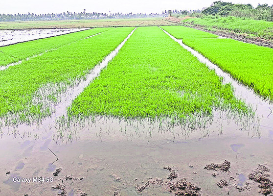 నాట్లు.. పాట్లు..1