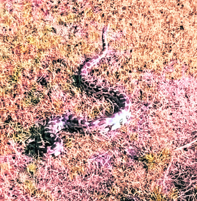 బెంబేలెత్తించిన కొండచిలువ1